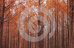 Autumnal pine forest. abstract natural background with tall of pine