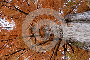 Autumnal pine forest. abstract natural background with tall of pine