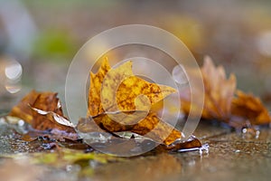 Autumnal plane tree leaf in the puddle with clear water in the rain, rainy weather in the city