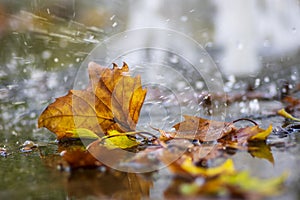 Autumnal plane tree leaf in the puddle with clear water in the rain, rainy weather in the city