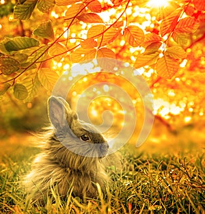 Autumnal rabbit