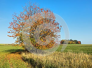 Autumnal red colored cherry tree, autumn landscape