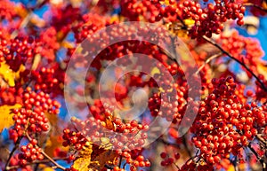 autumnal red fall rowan branch. selective focus of red fall rowan. fall season with red rowan