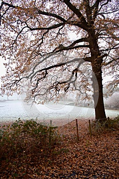 Autumnal red leaves and a white frosty field