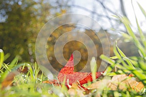 Autumnal red mape leaf fallen on the green grass