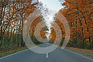 Autumnal road