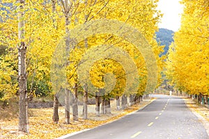 Autumnal road