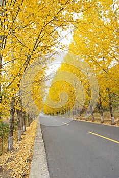 Autumnal road