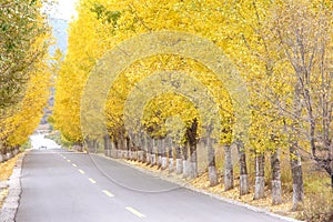 Autumnal road