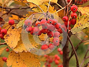 Autumnal rowan berries