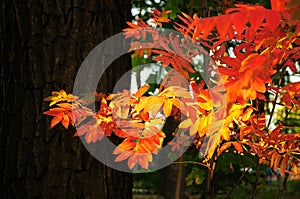 Autumnal rowan branch