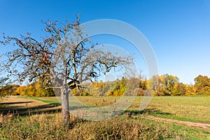 Autumnal rural countryside with fall foliage, trees, meadow, grass and a path