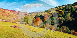 autumnal rural landscape in mountains. grass on the hill, trees in colorful foliage