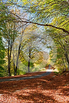 Autumnal rural road