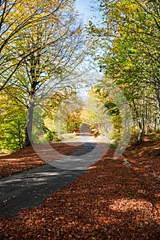 Autumnal rural road