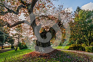 Autumnal Saltram Tree