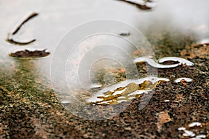autumnal scene with wet desk with leaf and bright reflexions