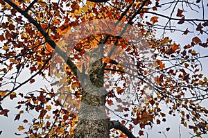 Autumnal scene with yellow, orange and red leaves on trees.