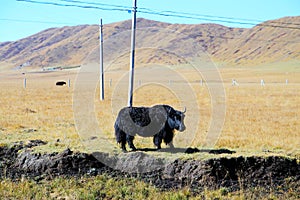 The Autumnal Scenery of Qinghai - Tibet Plateau