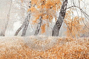 Autumnal scenic foggy morning landscape with birch tree foliage and dry red orange grass in early morning hoarfrost snow