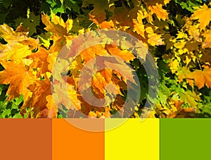 Autumnal season trendy color palette. Yellow, orange, rusty, brown and green maple leaves background. Autumn leaf color. Fall.