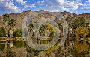 Autumnal Serenity at Agua Caliente Park in Tucson Arizona