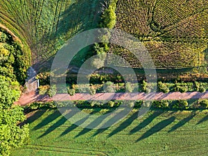 Autumnal Serenity: A Lonely Road Amid Cultivated Fields