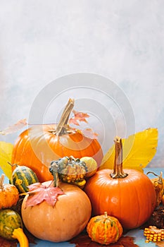 Autumnal still life with edible and ornamental pumpkins, gourds and foliage