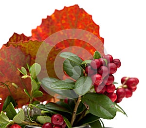 Autumnal stilllife photo