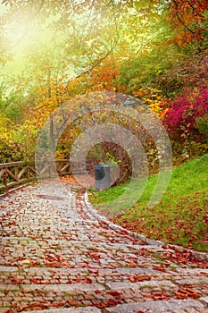Autumnal stone path