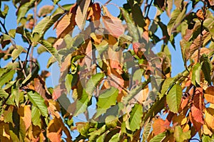 Autumnal sweet cherry leaves closeup view with blue sky on background