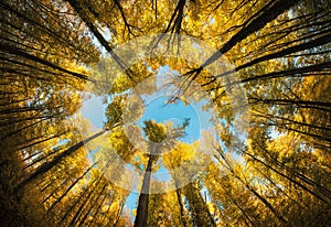 Autumnal tree canopy framing the sky