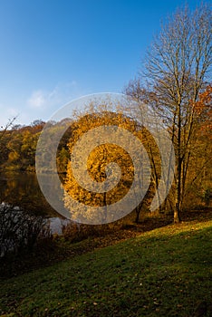 Autumnal tree colours at Deep Hayes Country Park in Staffordshire