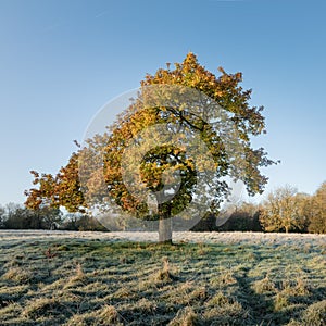 Autumnal tree on a frosty morning