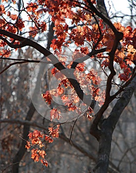 Autumnal tree in mist