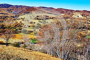 The autumnal trees