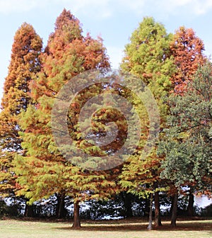 Autumnal Trees Against the Blue Sky