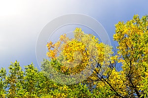 Autumnal Trees and Blue Sky