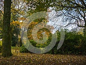 Autumnal trees in a Burnley Park