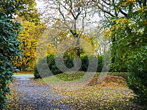 Autumnal trees in a Burnley Park