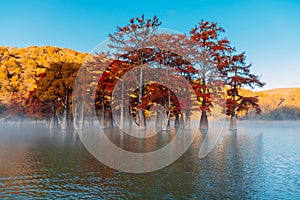 Autumnal trees in early morning on lake with fog on water. Swamp cypresses and morning light