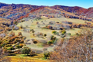 The autumnal trees on the hill