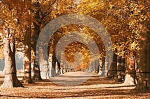 Autumnal trees in park