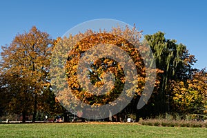 Autumnal trees in Rzeszow, Poland photo