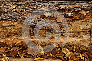 Autumnal Vanitas Concept with Autumnal Foliage in Front of Decomposing Pine Trunk photo