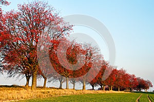 Autumnal view of alley of chokeberry