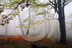 Autumnal view of deciduous wood