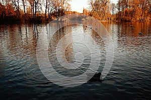 Autumnal view of Englischer Garten in Munich photo