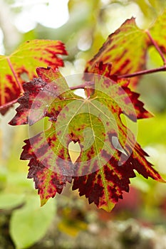 Autumnal Vine Leaf