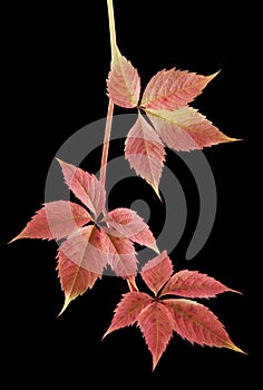 Autumnal vine leaves isolated on a black background